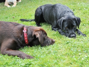 Wendy und Netty